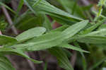 Field pepperweed